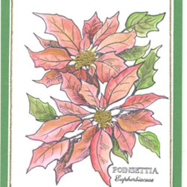 Poinsettia