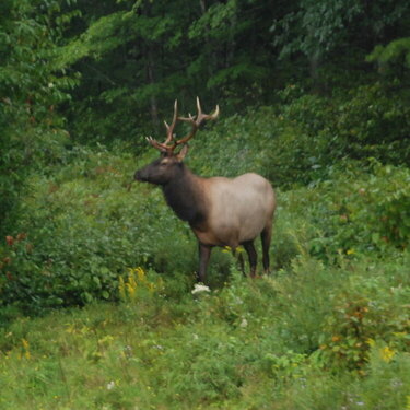 Bull Elk