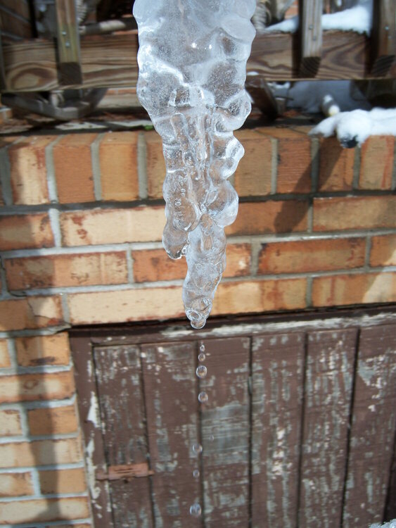 March POD -- 3/3/2009 -- Icicle