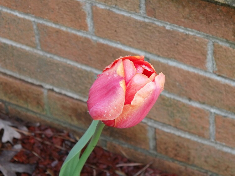 April POD -- 4/6/2009 -- Tulip