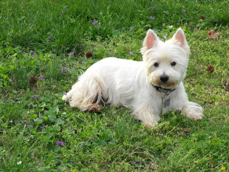 April POD Mini -- Green -- Chien laying in the grass