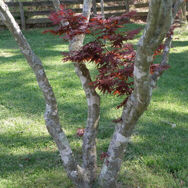 April POD Mini -- Growth -- Jap. Maple Tree