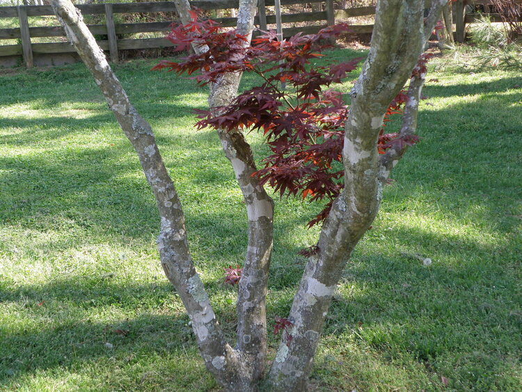April POD Mini -- Growth -- Jap. Maple Tree
