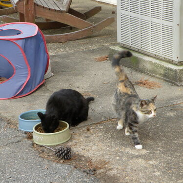 April POD Mini -- + Influence #2 -- Stray Cats