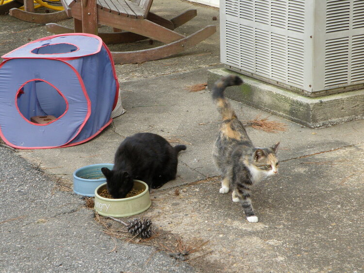 April POD Mini -- + Influence #2 -- Stray Cats