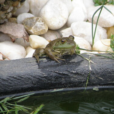 April POD -- 4/20/2009 -- Froggy