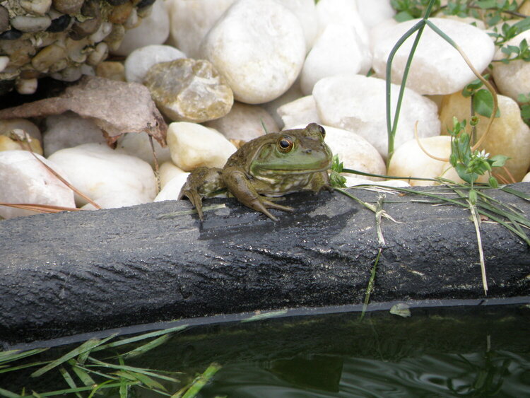 April POD -- 4/20/2009 -- Froggy