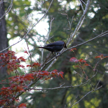 April POD Mini -- Happy #2 -- The birds and nature!