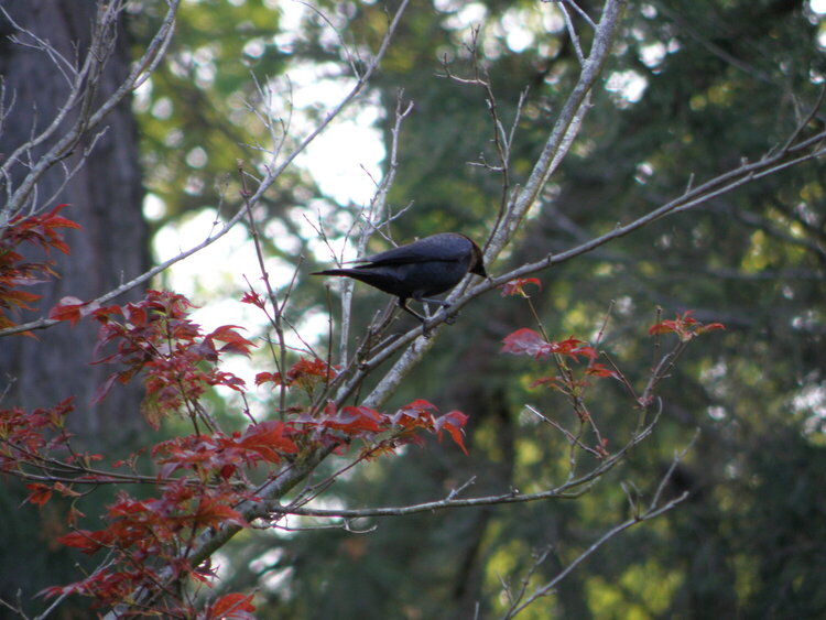 April POD Mini -- Happy #2 -- The birds and nature!