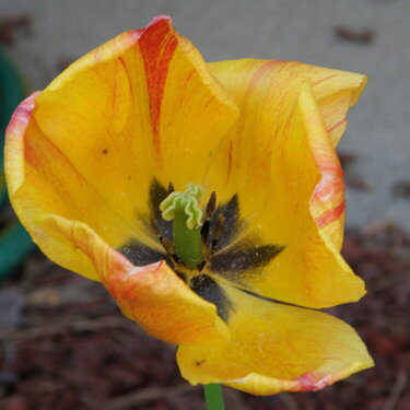 April POD Mini -- Cheerful -- Tulip
