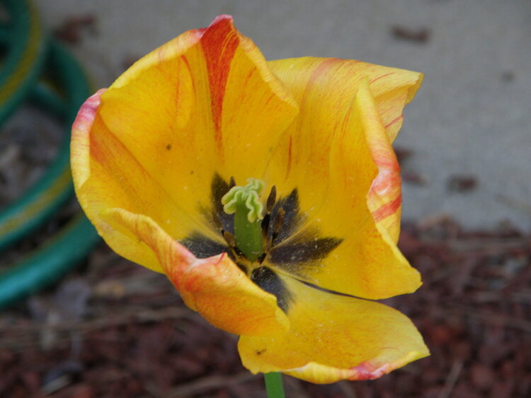 April POD Mini -- Cheerful -- Tulip