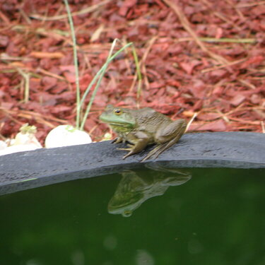May POD -- 5/06/2009 -- Froggie