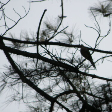 May POD -- 5/16/2009 -- Bird in a Tree