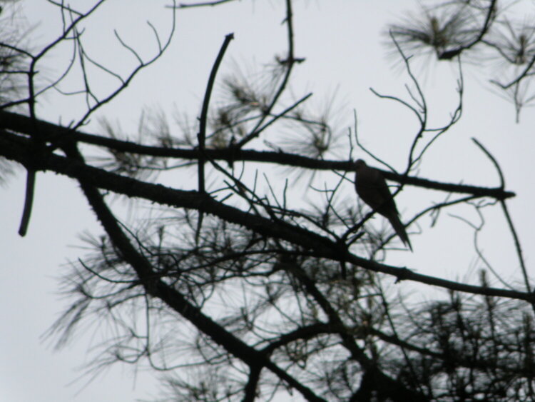 May POD -- 5/16/2009 -- Bird in a Tree