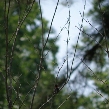 May POD -- 5/18/2009 -- Hummingbird