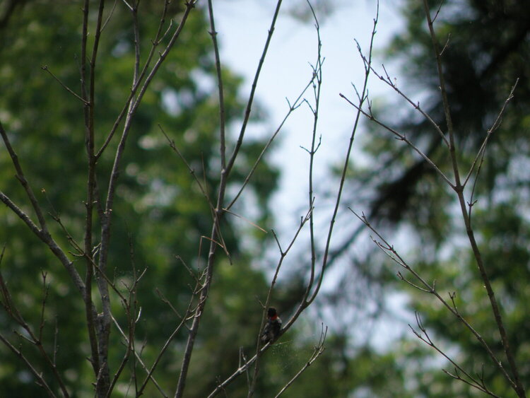 May POD -- 5/18/2009 -- Hummingbird