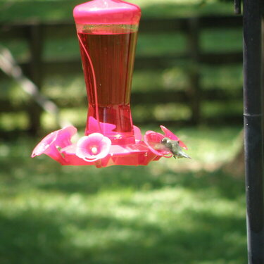 May POD -- 5/10/2009 -- hummingbird