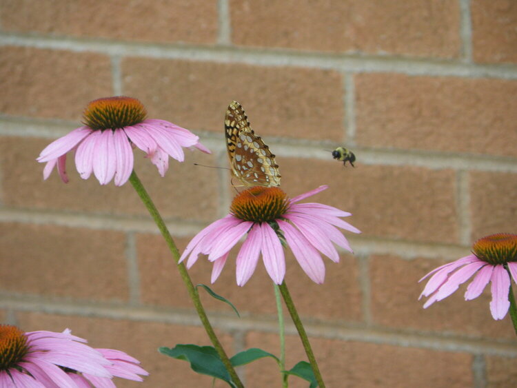 June POD -- 6/19/2009 -- Cone Flower with butterfuly and bee