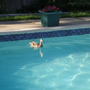 June POD -- 6/27/2009 -- Duck in pool