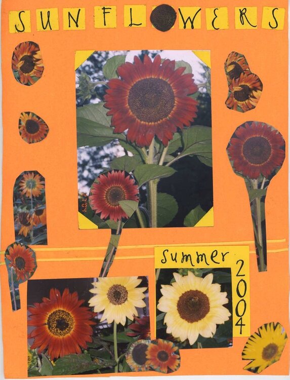 Sunflowers Summer 04