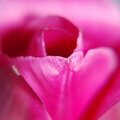 Dreamy Tulip