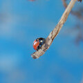 Lady Bug