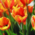 Tulip Bunch