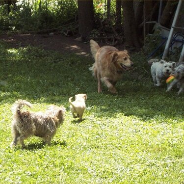 Etta running with da big dogs!