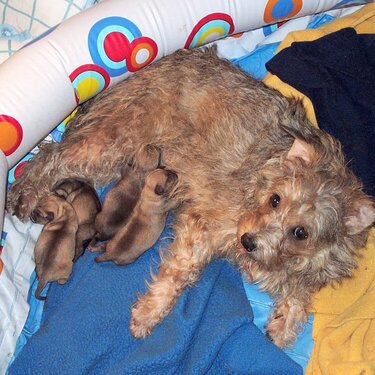 Frannie and her babies!
