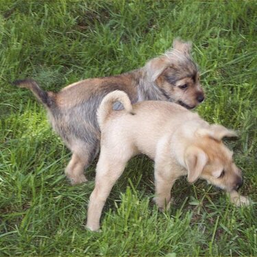 Puppy wrestling!!