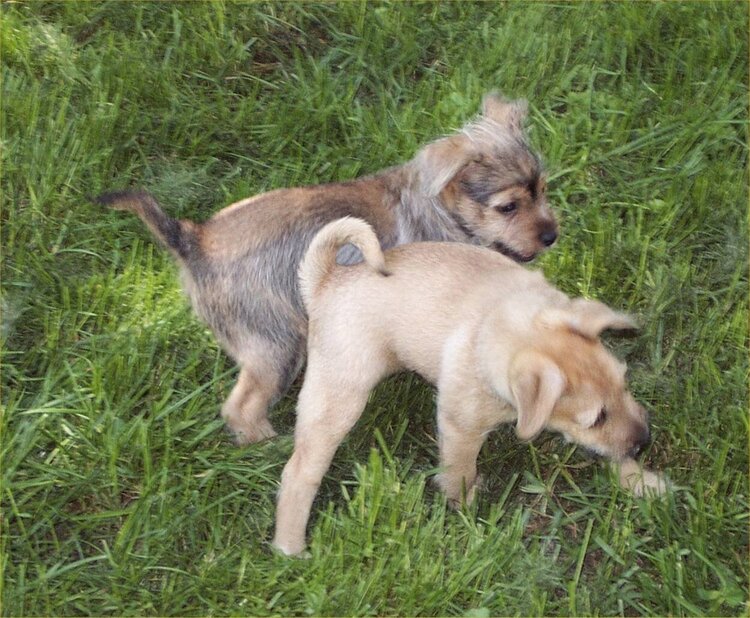 Puppy wrestling!!