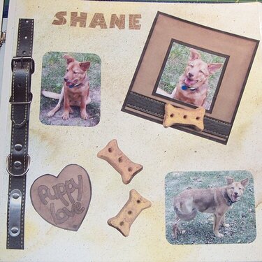 Shane - foster pup