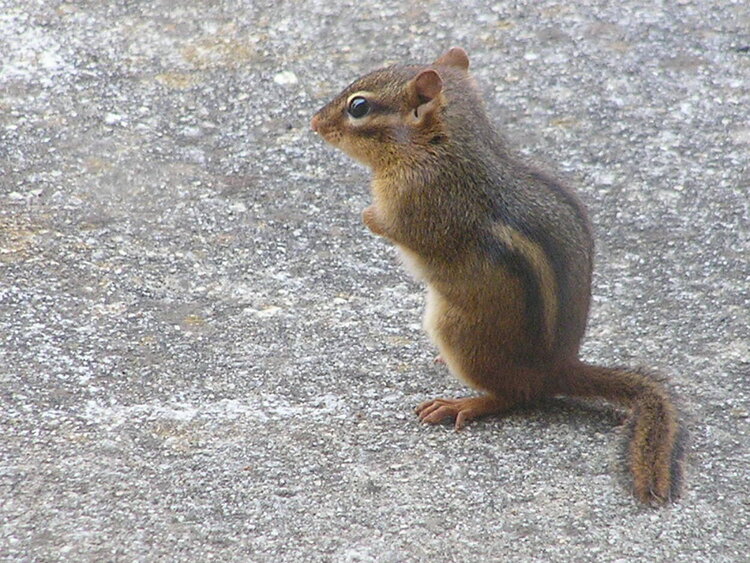 Our resident chipmunk