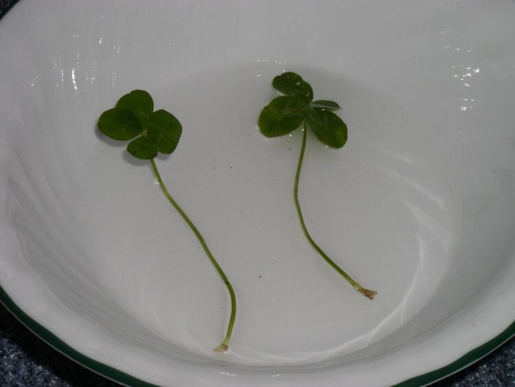 4 leaf clovers