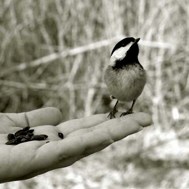 A bird in hand