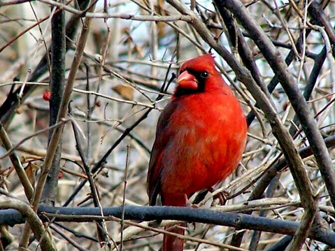 Male Cardinal