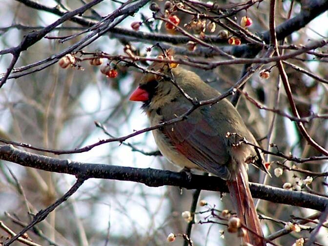 Female Cardinal (color)