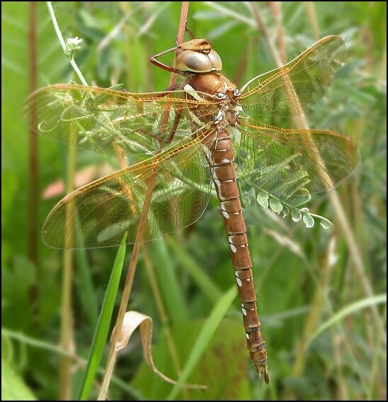 Dragonfly