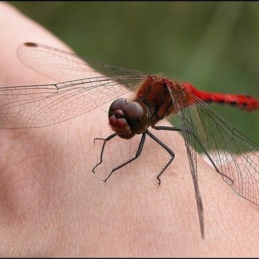 Dragonfly