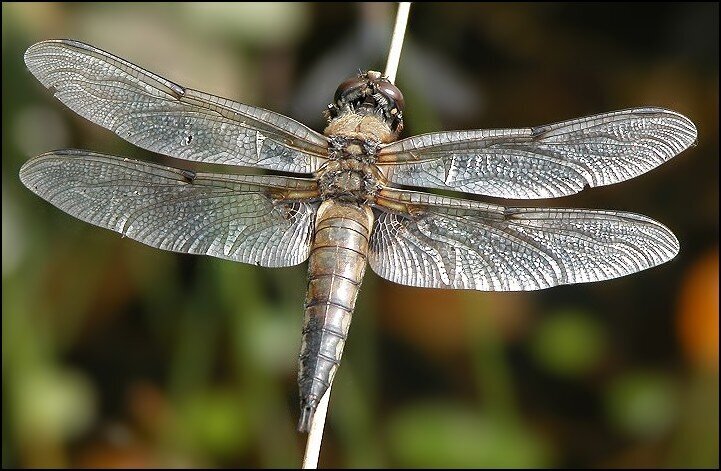 Dragonfly