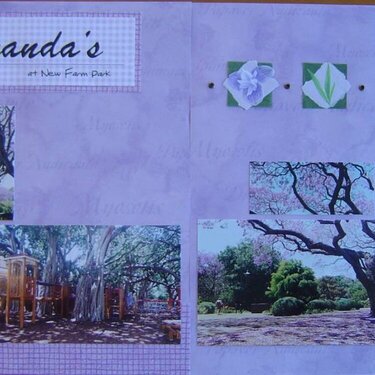 Jacarandas at New Farm Park