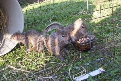 Hungry Squirrels