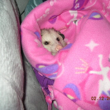 Booger cozy in her blanket