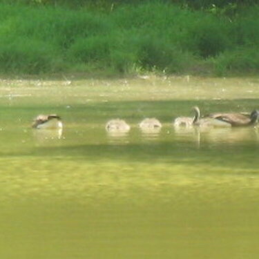 wildlife - geese and babies