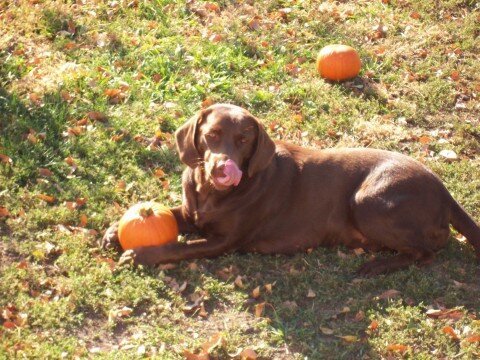Roxy the pumpkin thief