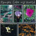 Flowers Color my World