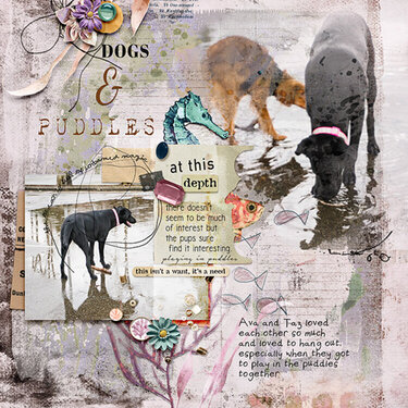 Dogs and Puddles