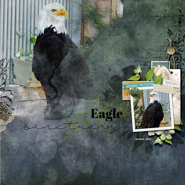 Eagle Sanctuary