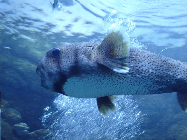 Porcupine Fish