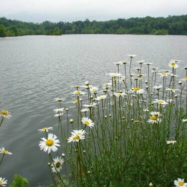 wild flowers